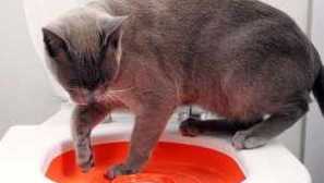 Jak naučit kočku na záchod: praktické rady